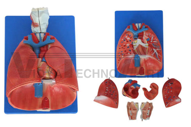 Larynx, heart and lung model